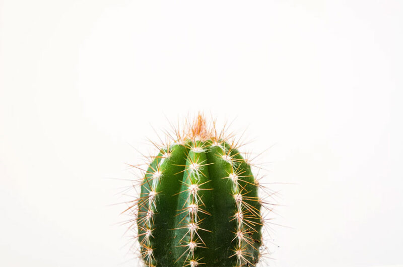 Resized Image
